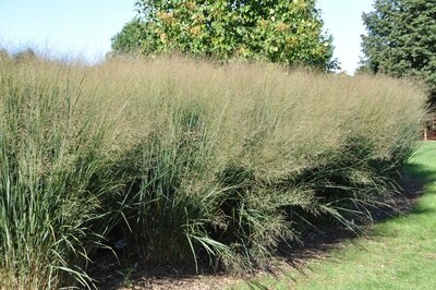 Ornamental Grasses and Grass-Like Plants