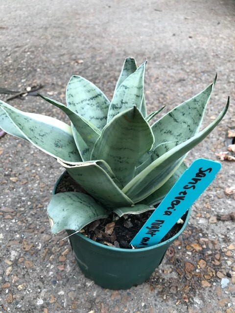 night owl sansevieria height night owl sansevieria height