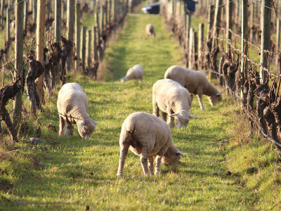 Organic/Biodynamic/S.I.P. Certified