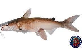 BAGRE DORADO ENTERO 100gr