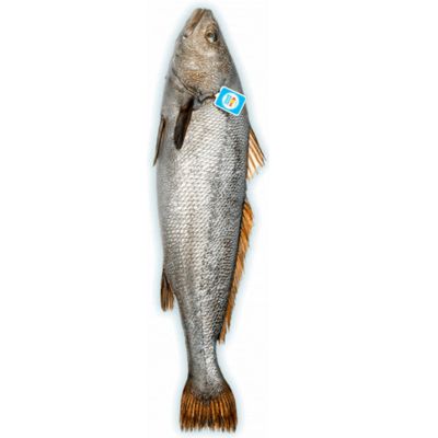 CURVINA ENTERA 500 gr