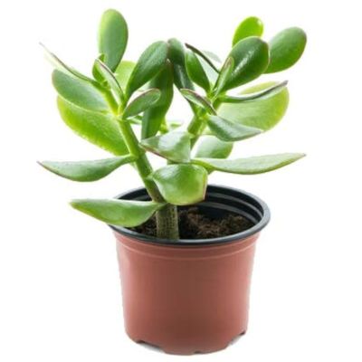 PLANTA DE JADE GRANDE 1UND
