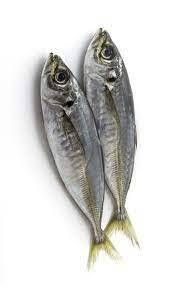 RONCADOR PEZ ENTERO 100gr