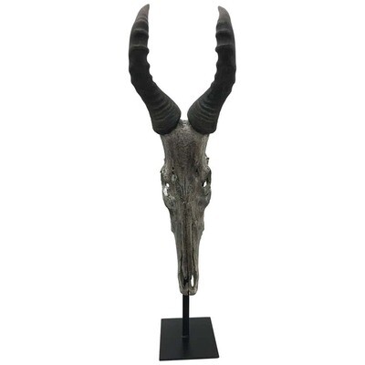 Old Silvered Antelope head , circa 1930