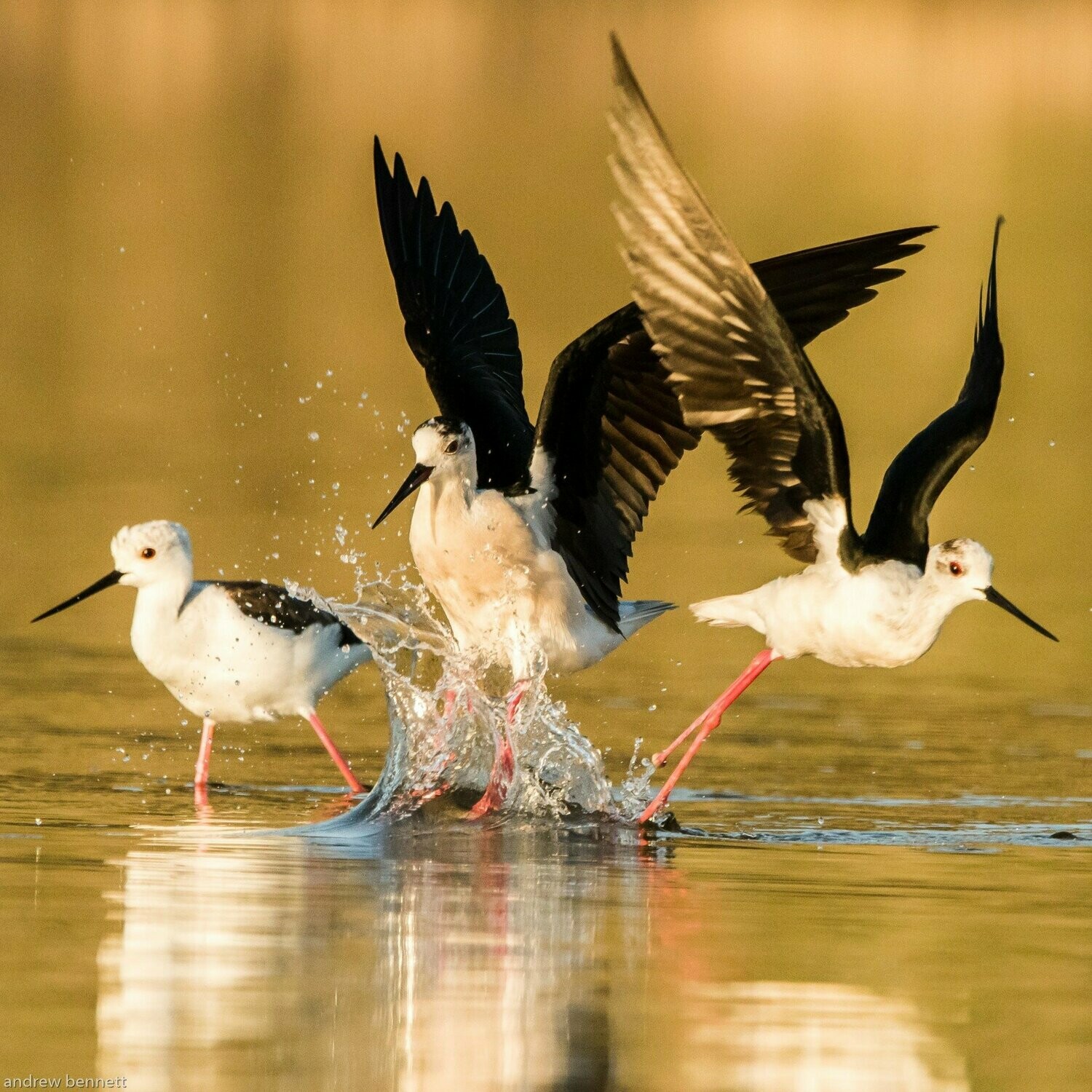 Stilt Splash