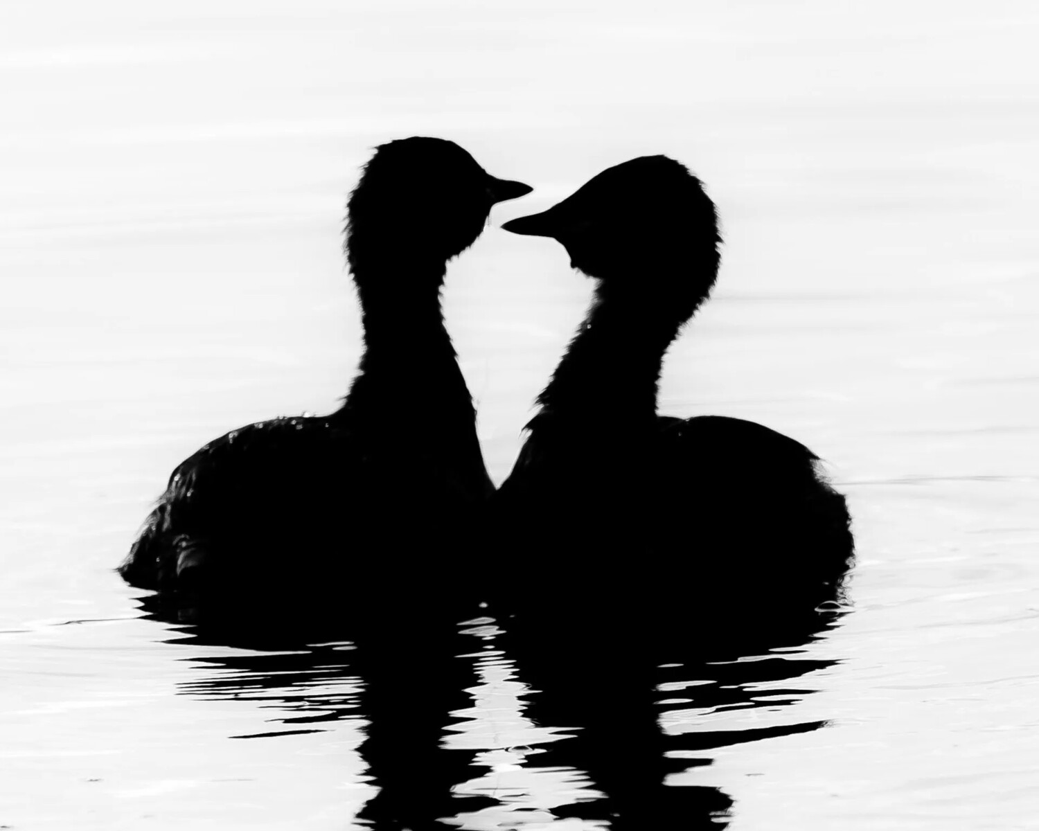 Love Birds