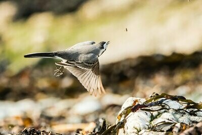 The Wagtail and the Fly