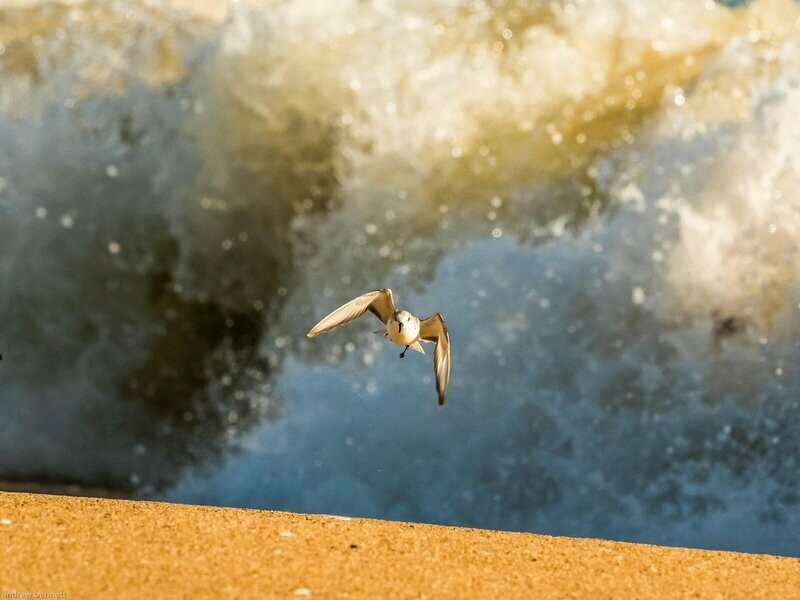 The Wave