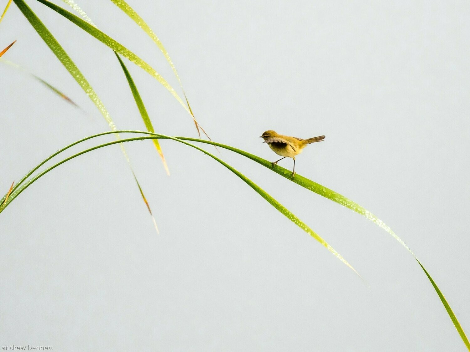 Balancing Act