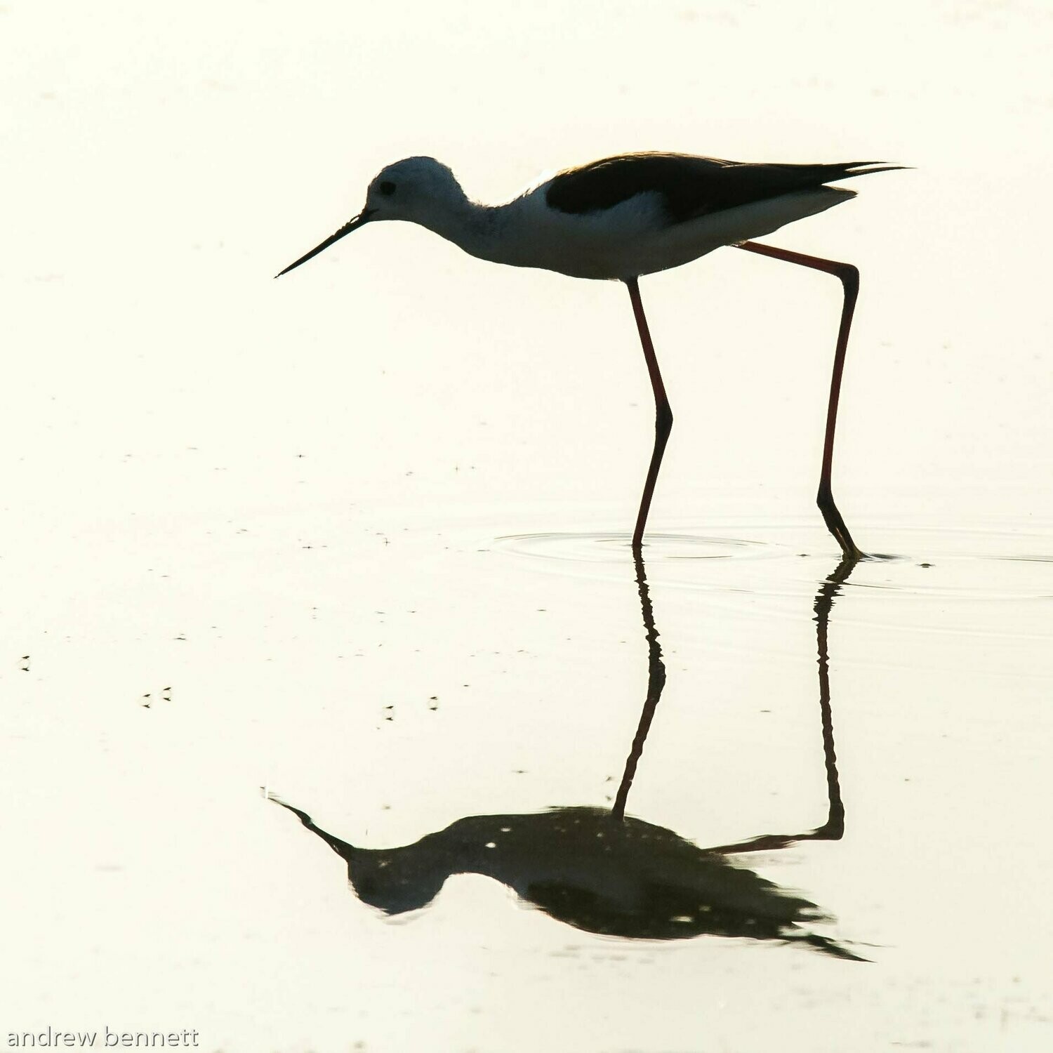 Stilt Silhouette