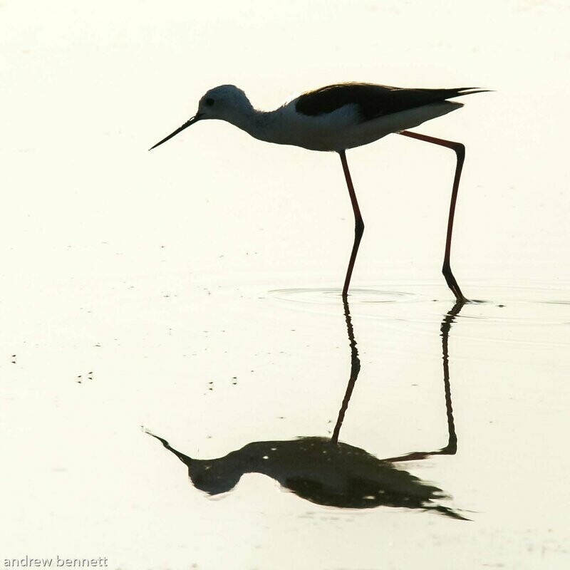 Stilt Silhouette