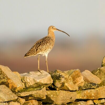Curlew at Dusk