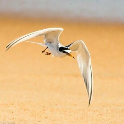 Low Flying Tern