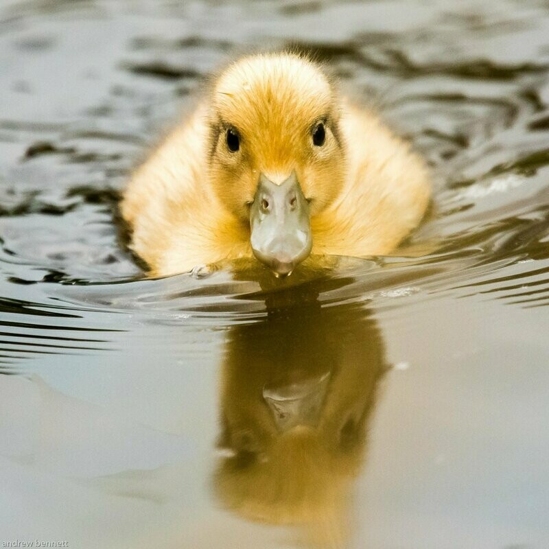 Ugly Duckling