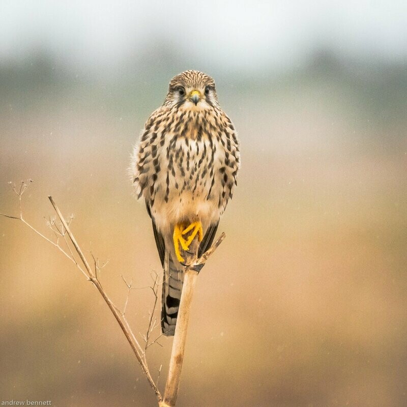 The Windhover