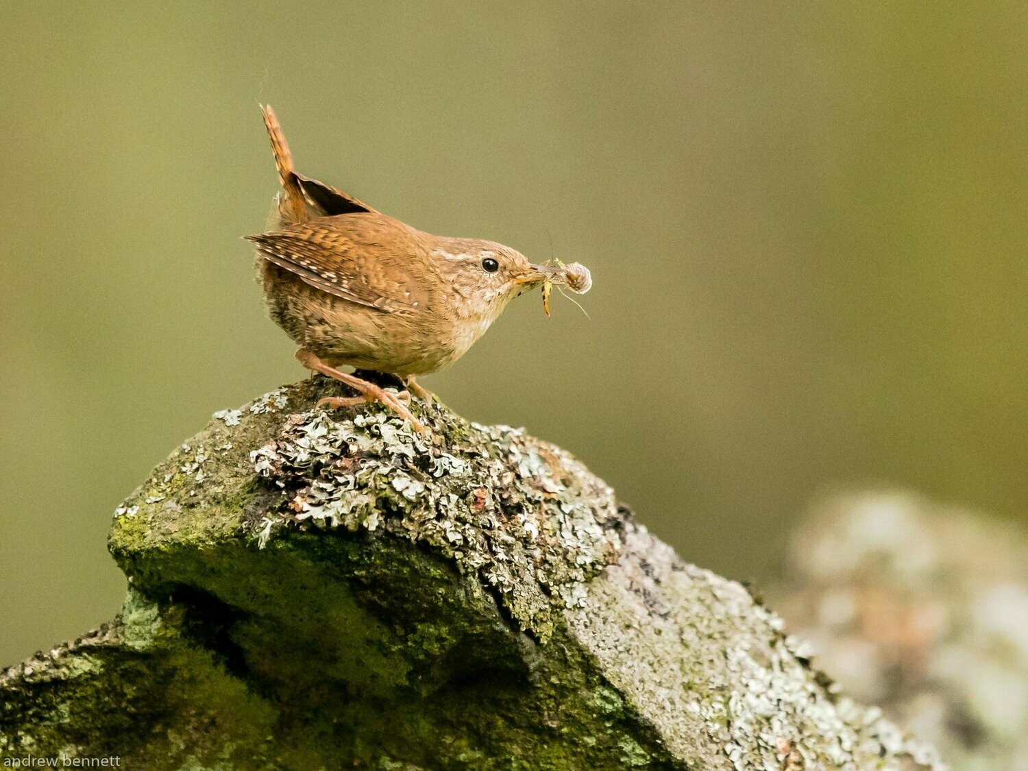 Wren and the Spider