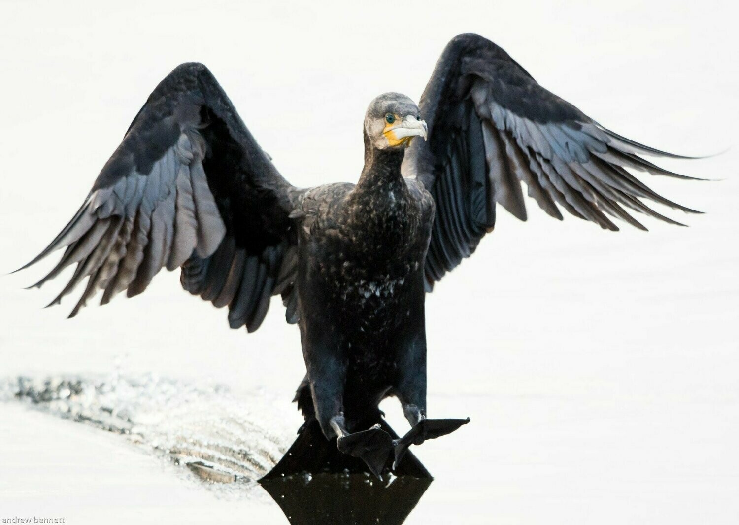 Splash Landing