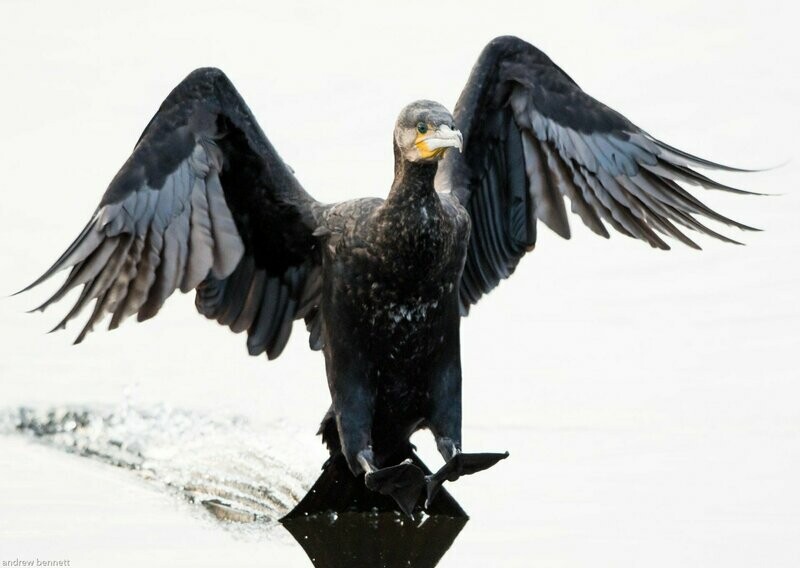 Splash Landing