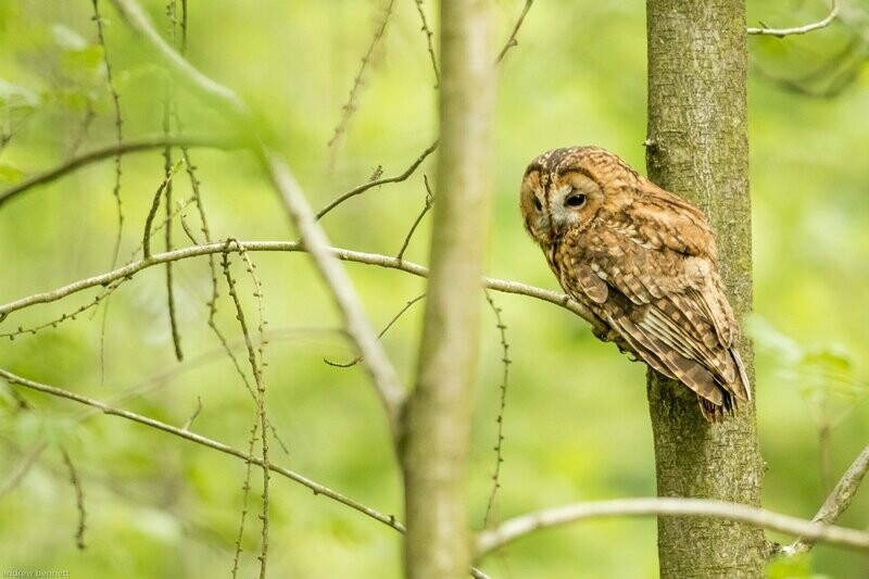 Woodland Hunter