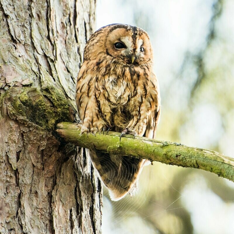 The Tawny and the Web