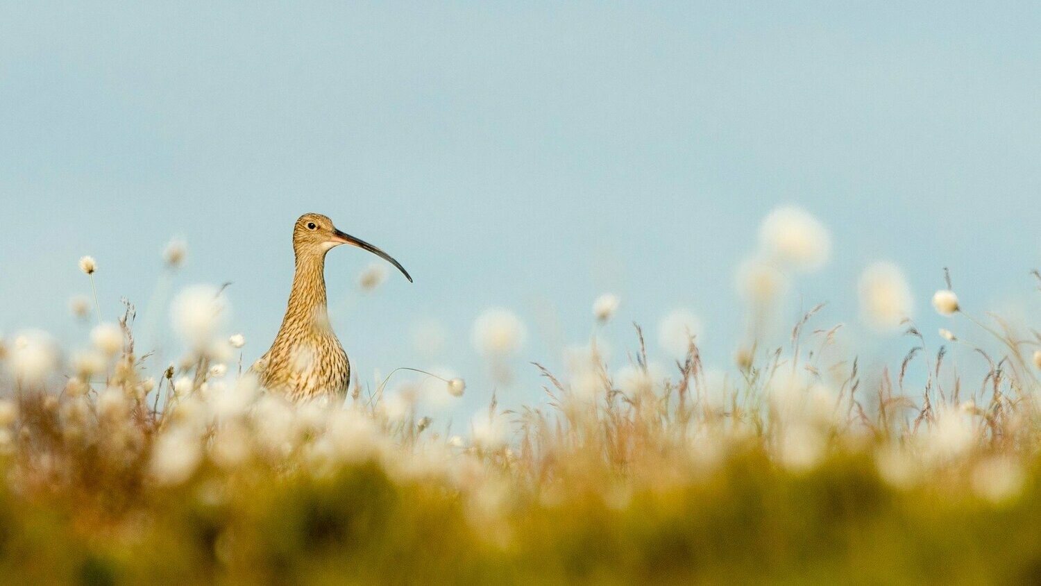 Sunrise Over the Cotton Grass