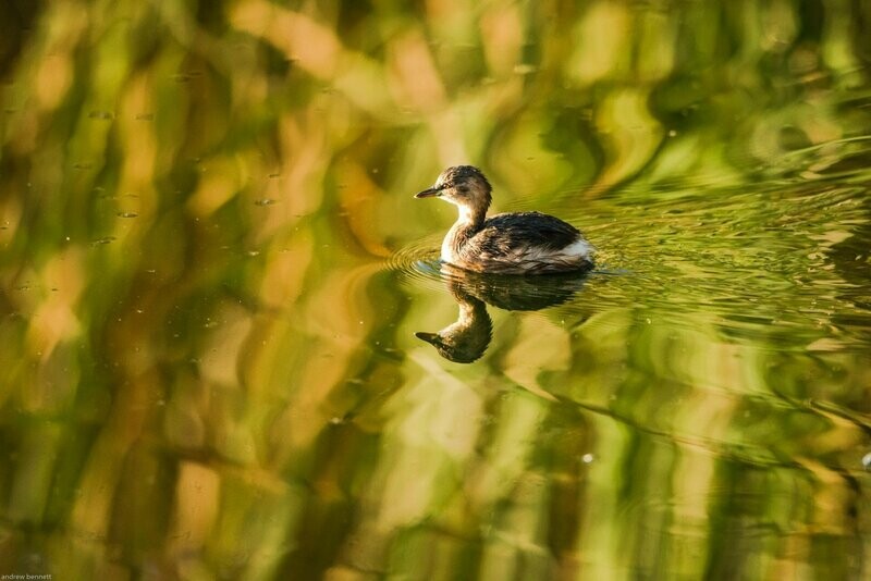 Little Grebe Mosaic