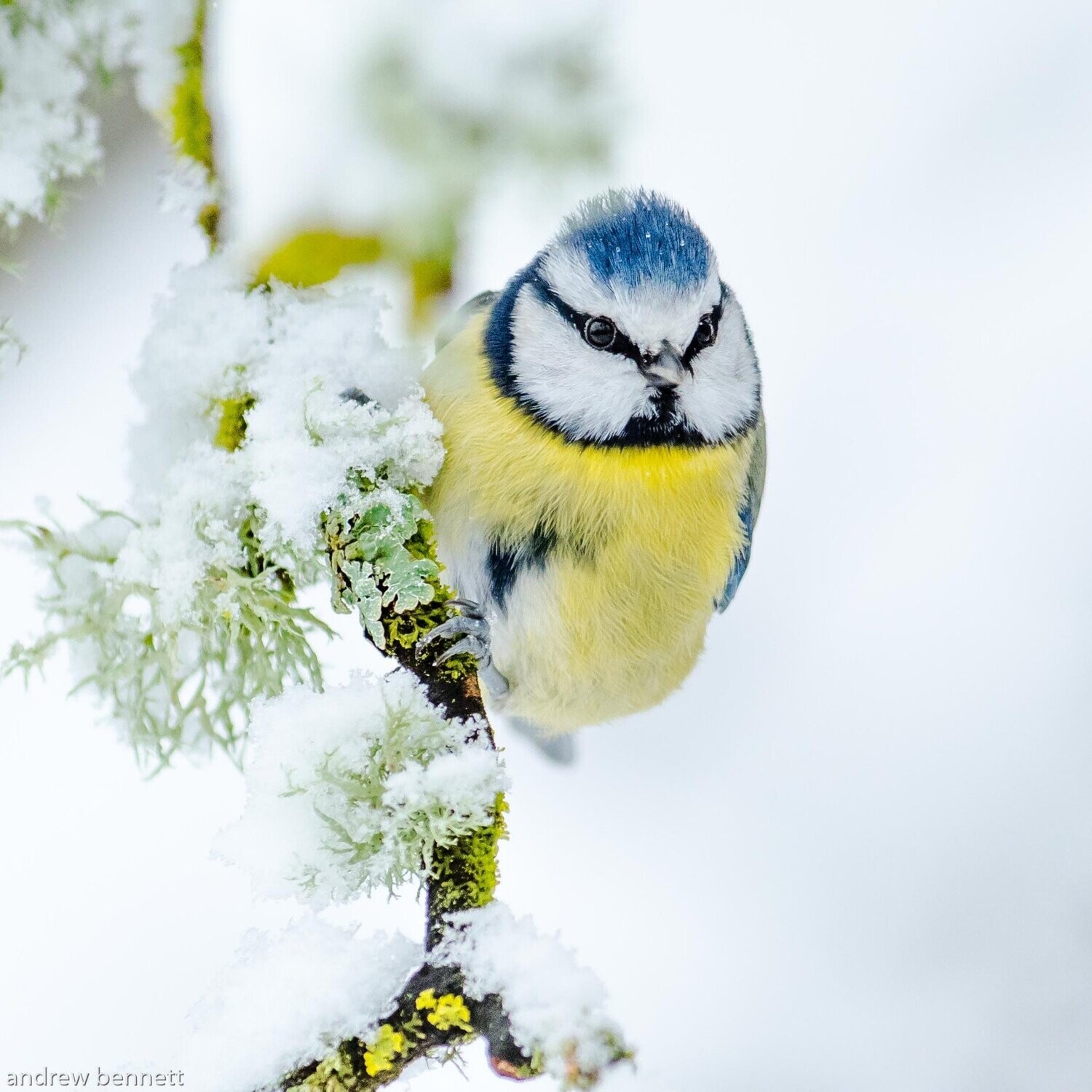 Blue Tit in the Snow