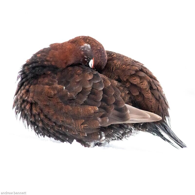 Red Grouse in Snow