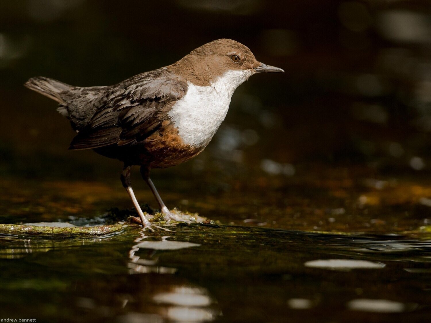 Dipper in Sunlight