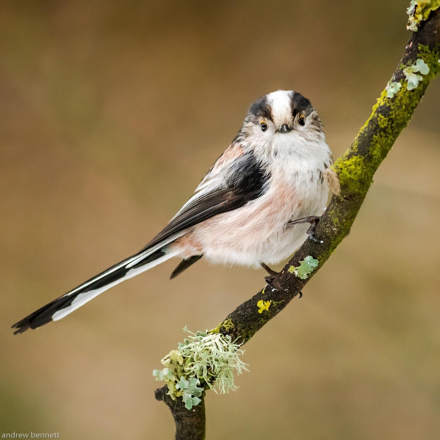 Long Tailed Tit Stare