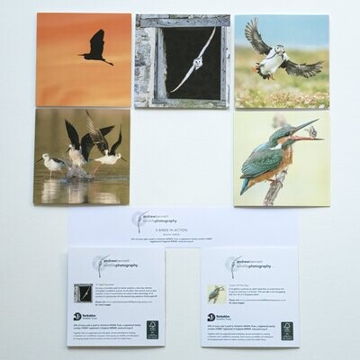 Birds in Action Greeting Cards