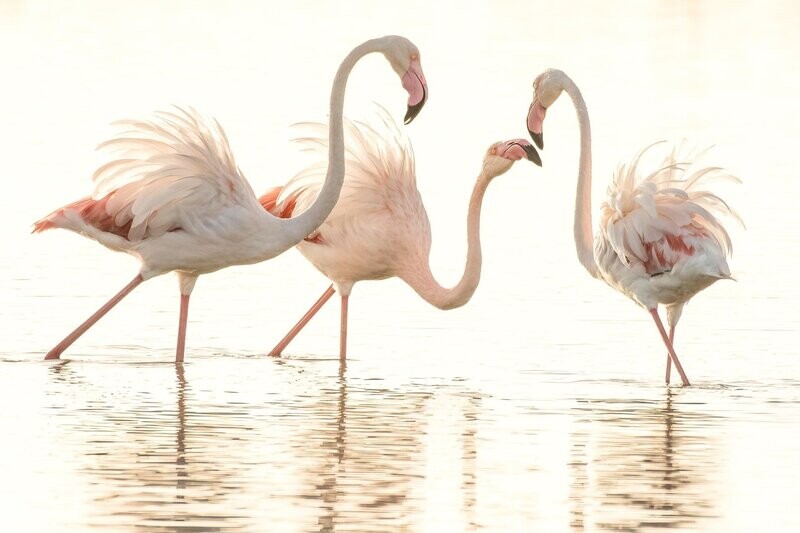 A Flamboyance of Flamingos