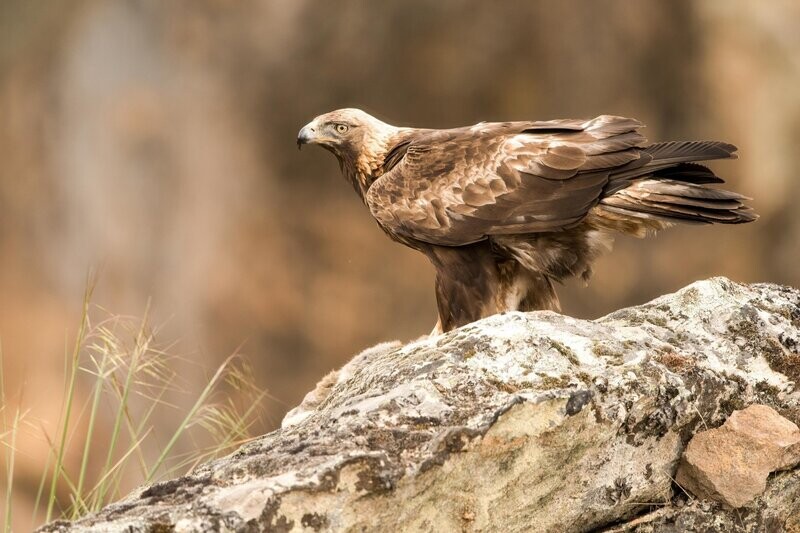 The Golden Eagle