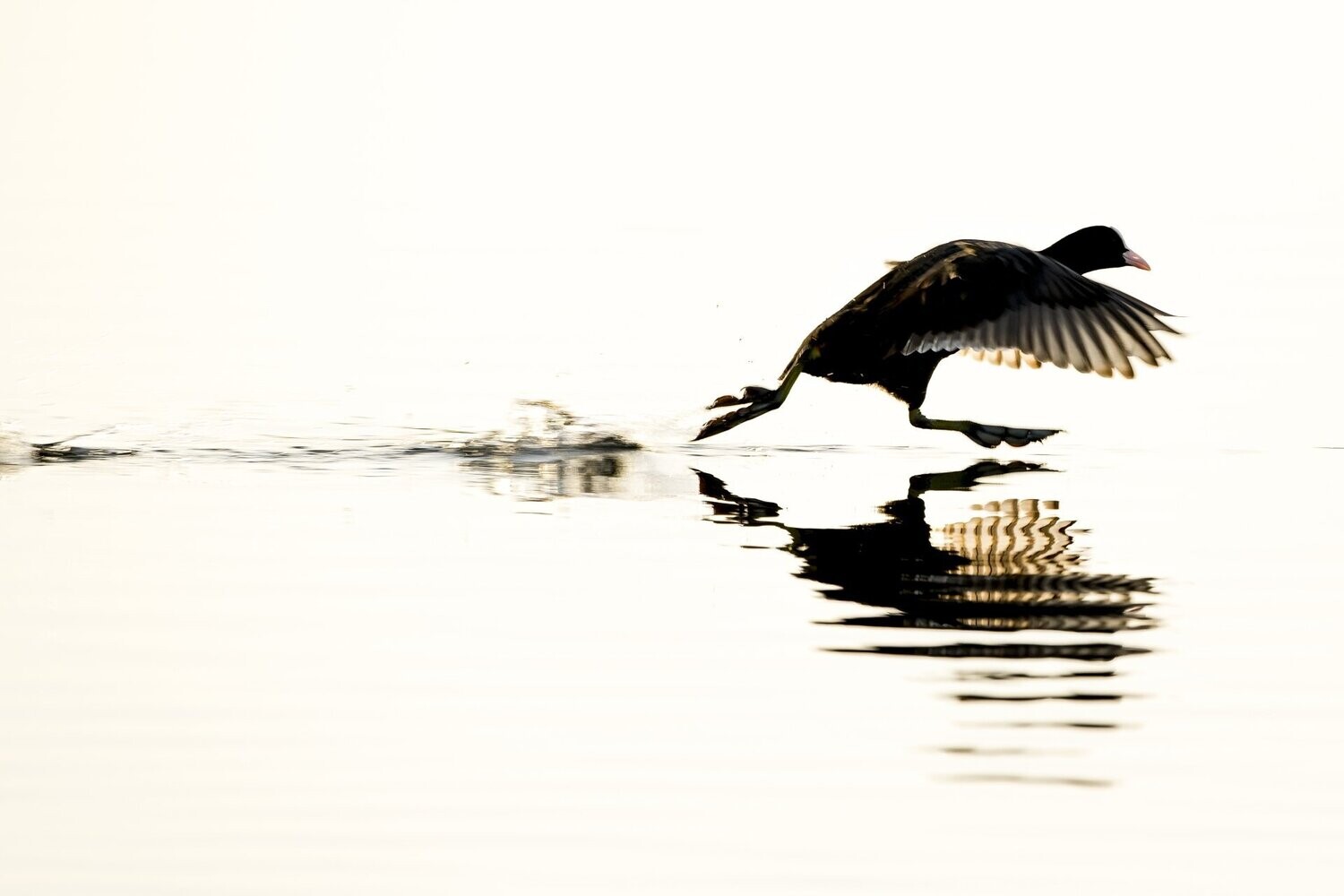 Rush Hour