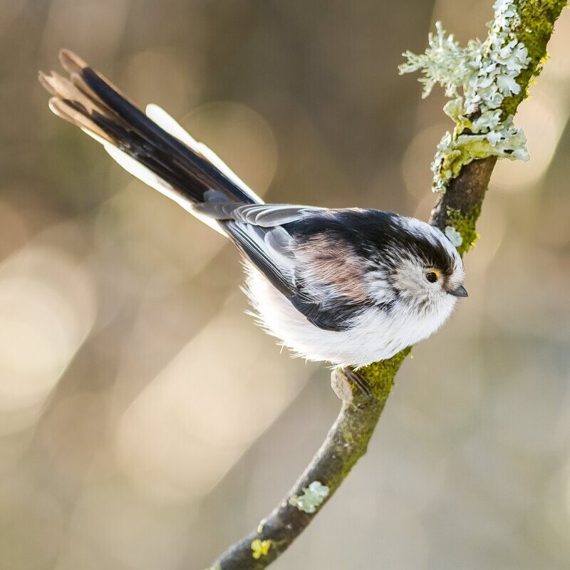 Backlit Long Tailed Tit