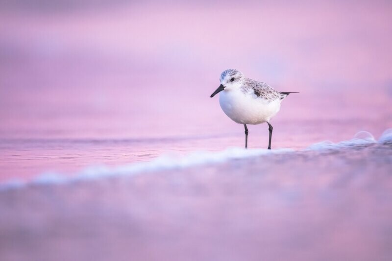 Sanderling in a Purple Sunset