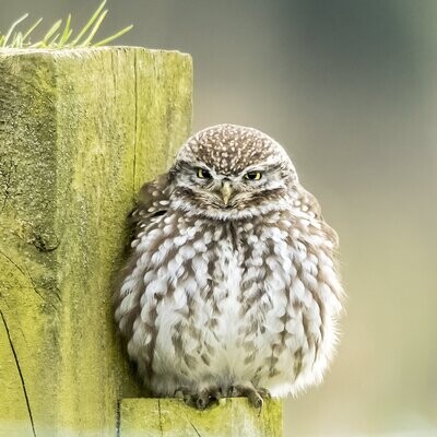 Little Owl with Attitude