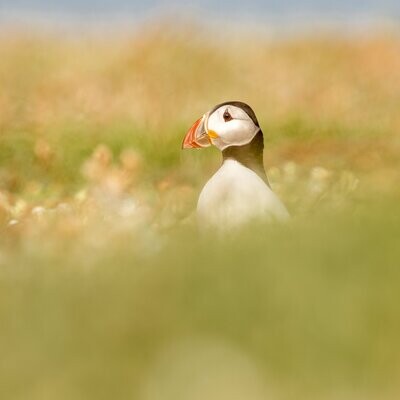 Puffin on the Lookout