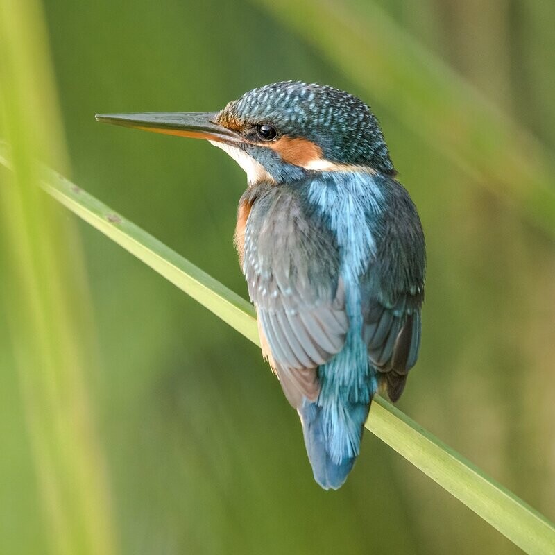 Blue and Green...