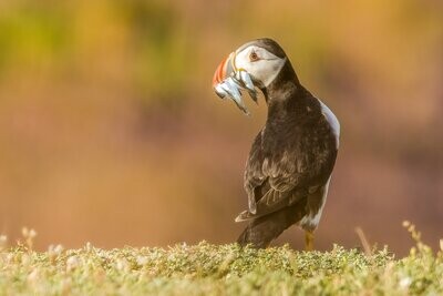 Puffin at Sunset