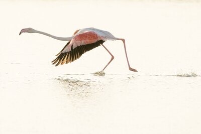 Flamingo take off...