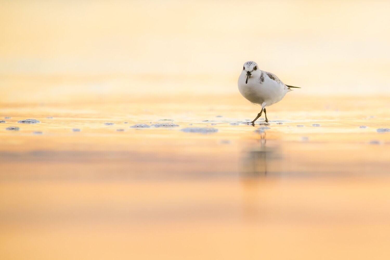 Sanderling at Sunset