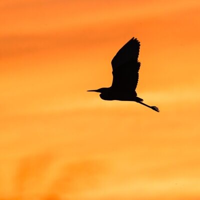 Heron at Sunrise