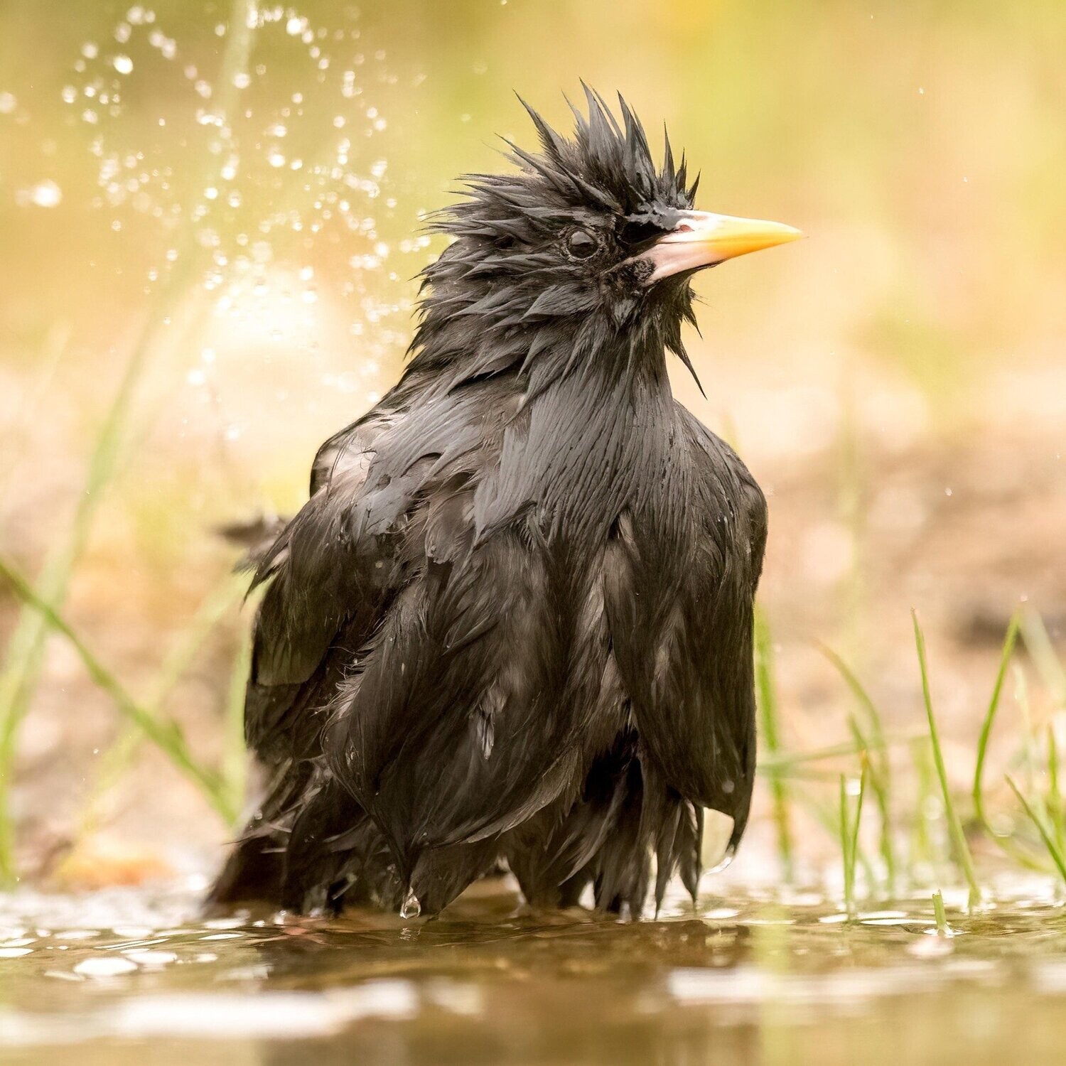 Bath time!