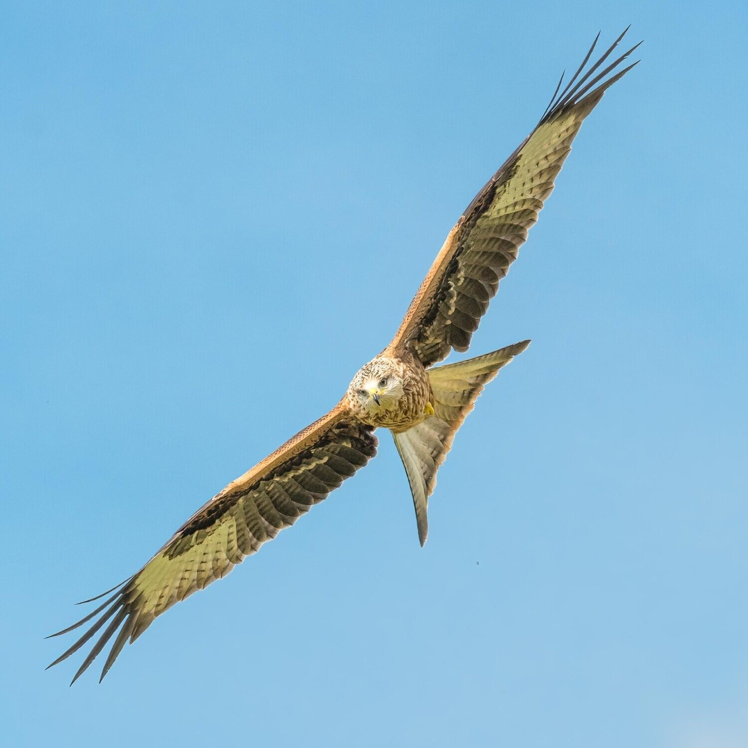 Red Kite Dive