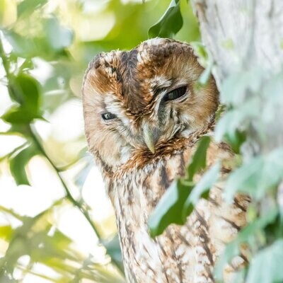 Tawny Owl in Ivy