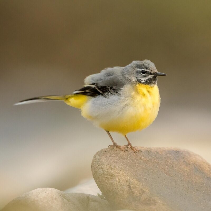 The Yorkshire Canary
