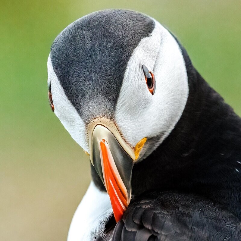 Puffin Portrait