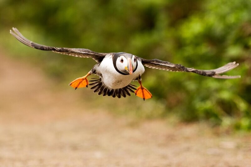 Puffin Take Off