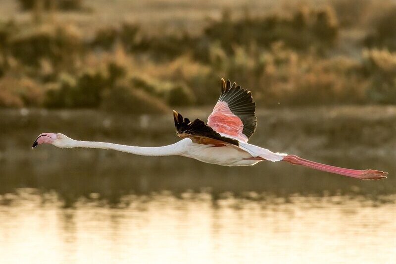 The Avian Arrow